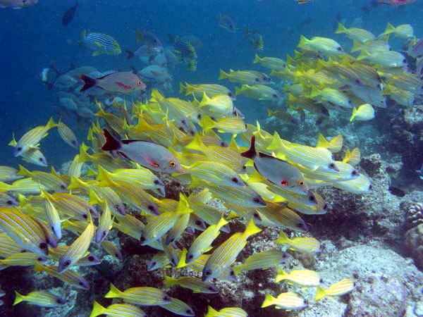 Unterwasserwelt Reethi Beach