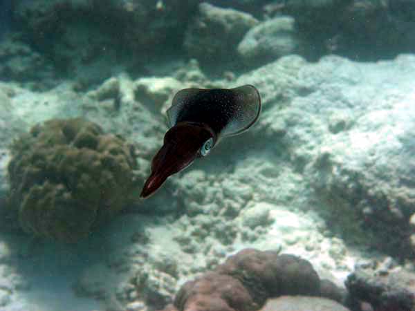 Unterwasserwelt Reethi Beach