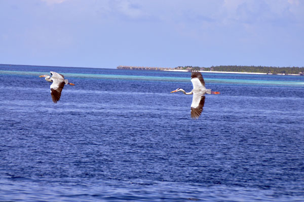 Inselaufnahmen Royal Island