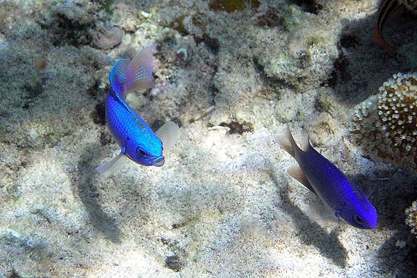 Unterwasserwelt, Sildaden