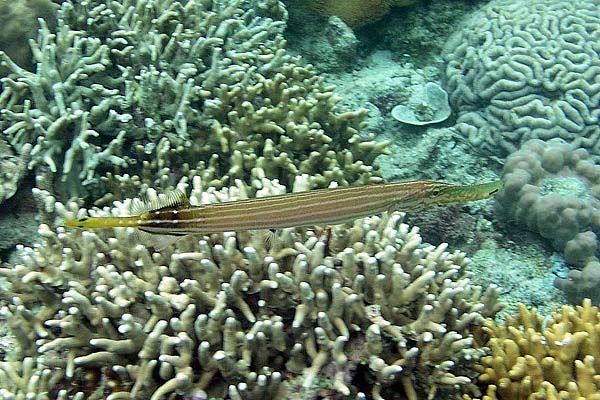 Unterwasserwelt, Sildaden