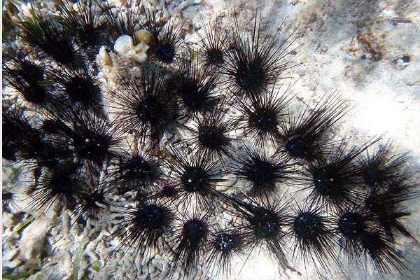 Unterwasserwelt, Sildaden