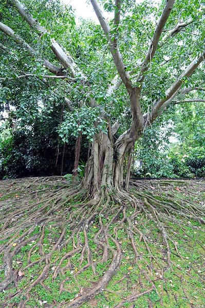Singapur