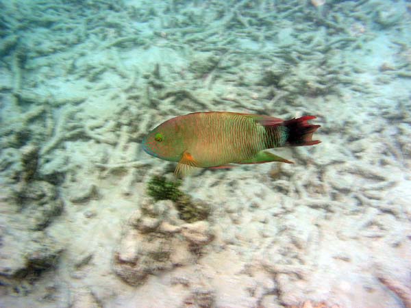 Unterwasserwelt Thulhagiri