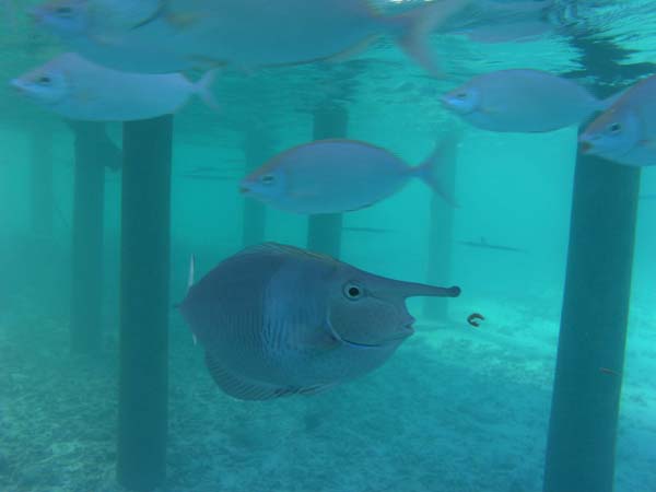 Unterwasserwelt Thulhagiri