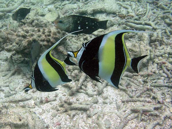 Unterwasserwelt Thulhagiri