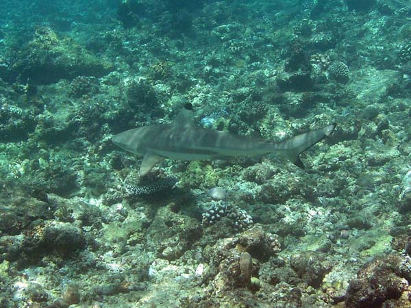 Unterwasserwelt Thulhagiri