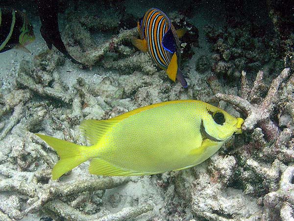 Unterwasserwelt Thulhagiri