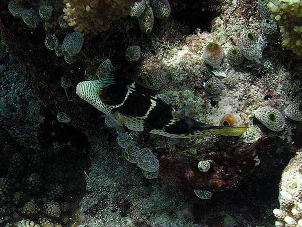 Unterwasserwelt Thulhagiri