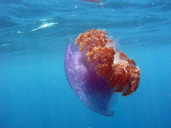 Unterwasserwelt Thulhagiri