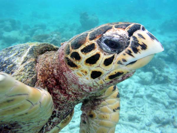 Unterwasserwelt Thulhagiri