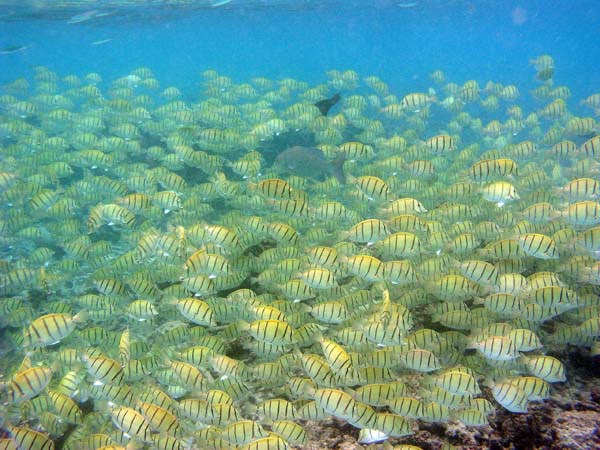 Unterwasserwelt Thulhagiri