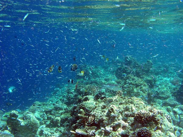 Unterwasserwelt Thulhagiri