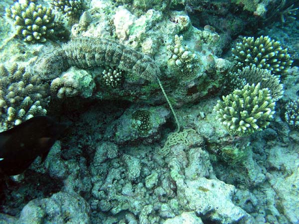 Unterwasserwelt Thulhagiri