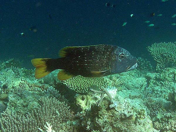 Unterwasserwelt Thulhagiri