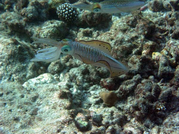 Unterwasserwelt Thulhagiri