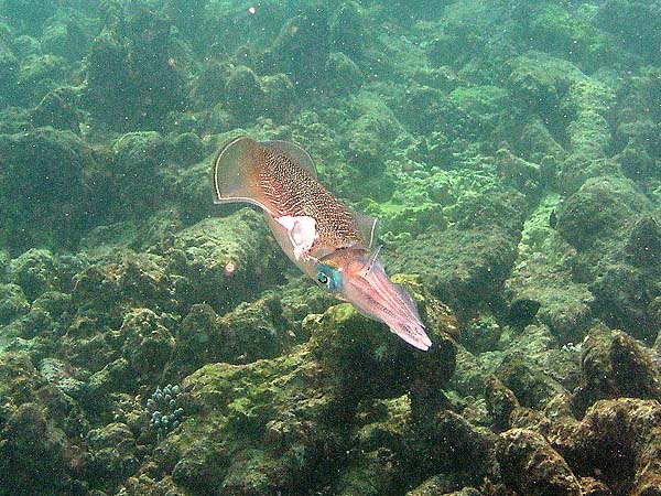 Unterwasserwelt Thulhagiri