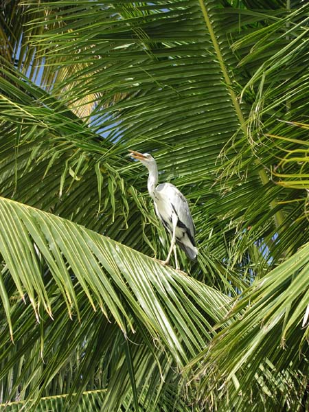 Inselaufnahmen Vakarufalhi