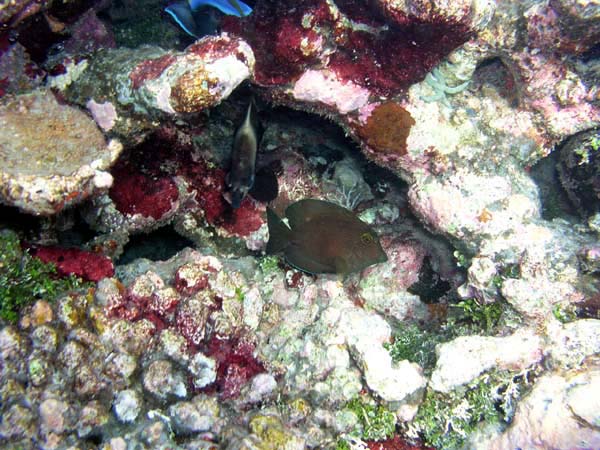 Unterwasserwelt Vakarufalhi