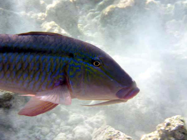 Unterwasserwelt Vakarufalhi