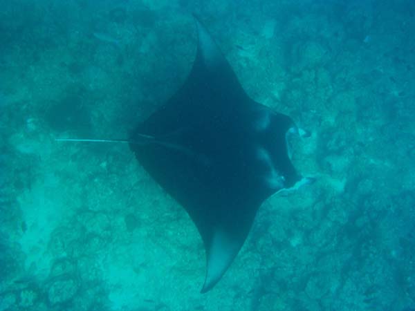 Unterwasserwelt Vakarufalhi