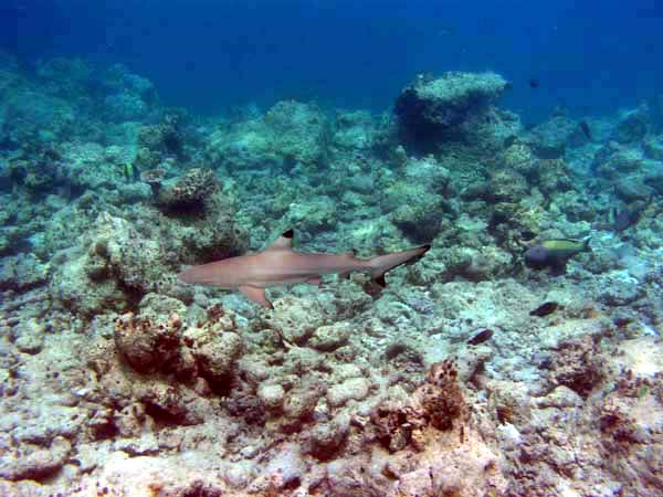 Unterwasserwelt Vakarufalhi