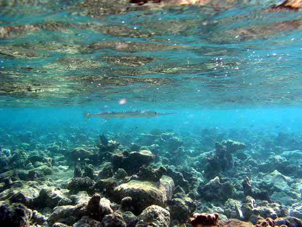 Unterwasserwelt Vakarufalhi