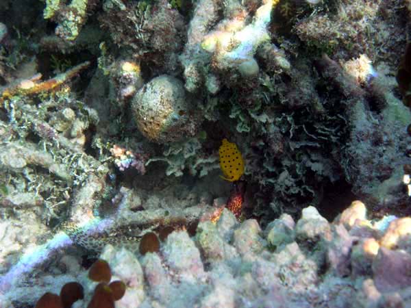 Unterwasserwelt Vakarufalhi