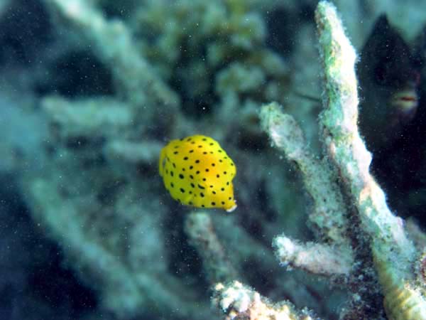 Unterwasserwelt Vakarufalhi