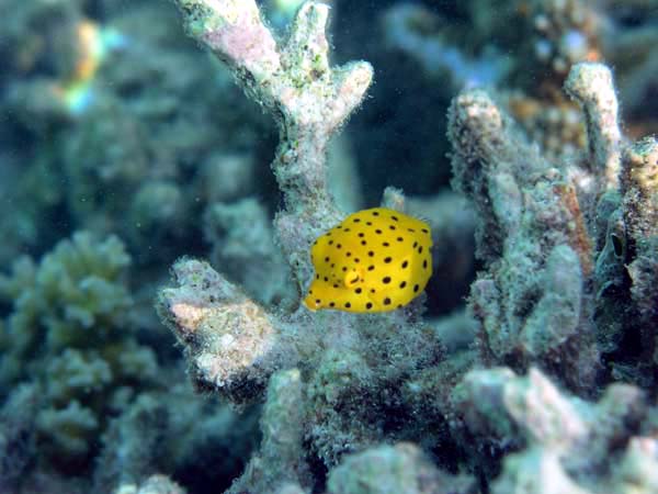 Unterwasserwelt Vakarufalhi