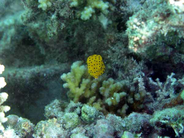 Unterwasserwelt Vakarufalhi