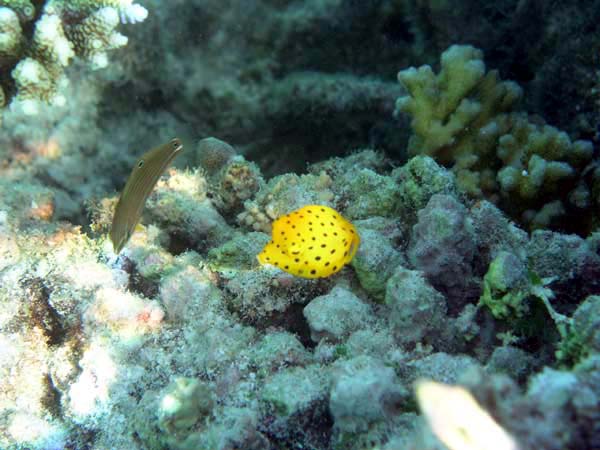 Unterwasserwelt Vakarufalhi