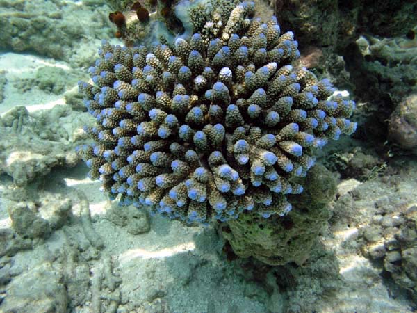 Unterwasserwelt Vakarufalhi