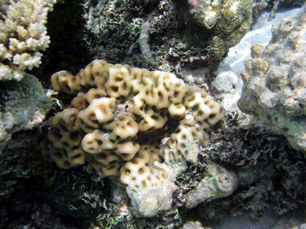 Unterwasserwelt Vakarufalhi