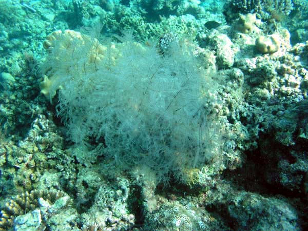 Unterwasserwelt Vakarufalhi