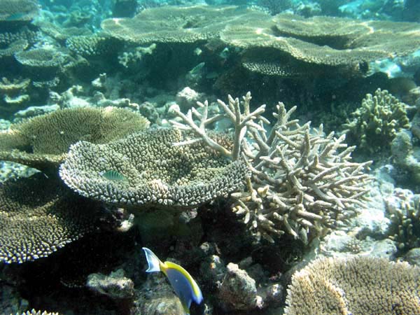 Unterwasserwelt Vakarufalhi