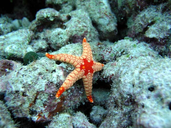 Unterwasserwelt Vakarufalhi