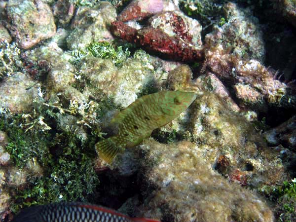 Unterwasserwelt Vakarufalhi