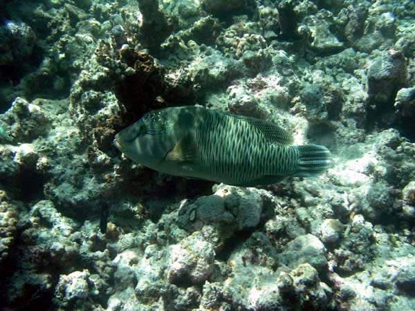 Unterwasserwelt Vakarufalhi