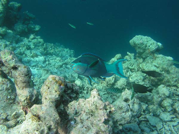 Unterwasserwelt Vakarufalhi