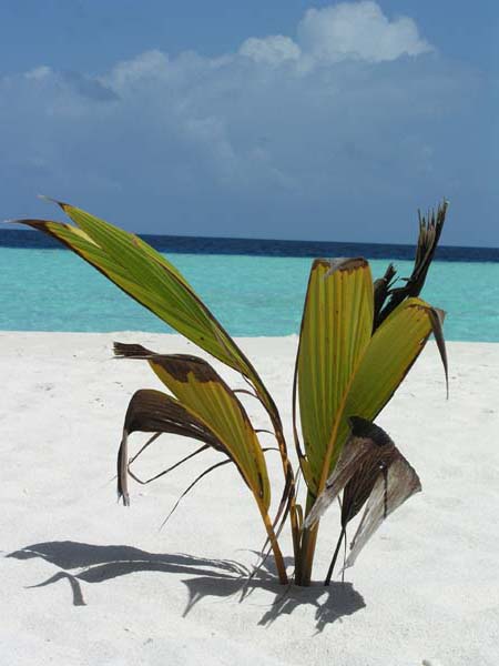 Inselaufnahmen Veligandu Island