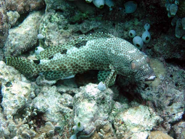 Unterwasserwelt Veligandu Island