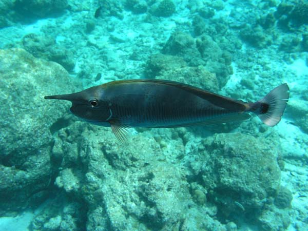 Unterwasserwelt Veligandu Island