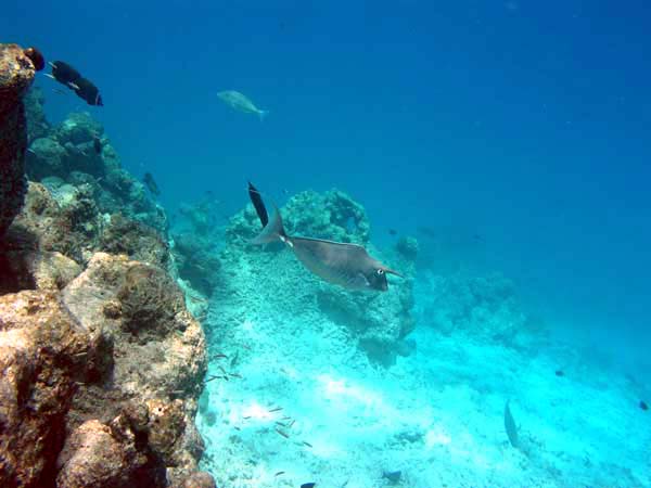 Unterwasserwelt Veligandu Island