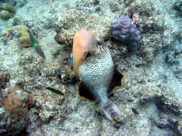 Unterwasserwelt Veligandu Island