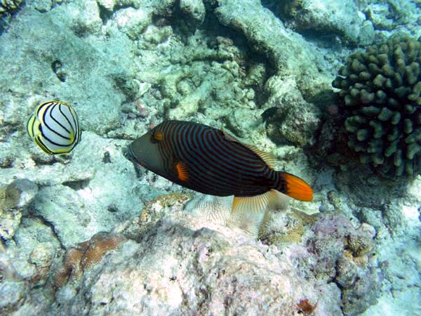 Unterwasserwelt Veligandu Island