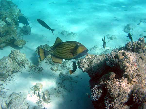 Unterwasserwelt Veligandu Island