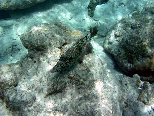 Unterwasserwelt Veligandu Island