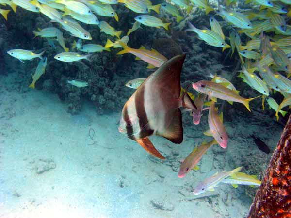 Unterwasserwelt Veligandu Island