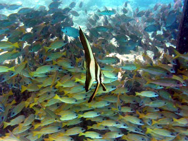 Unterwasserwelt Veligandu Island